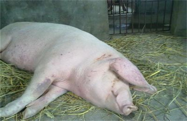 母猪产后不食或厌食的原因及防治措施