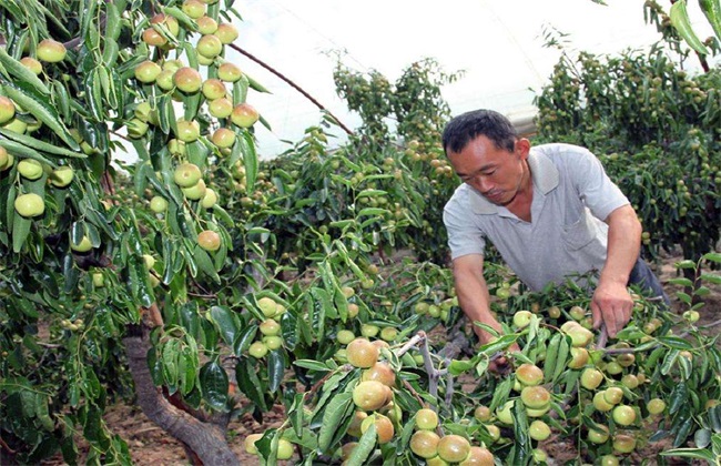 冬枣 防治 病虫害
