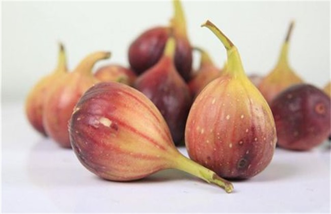 无花果 防治 虫害