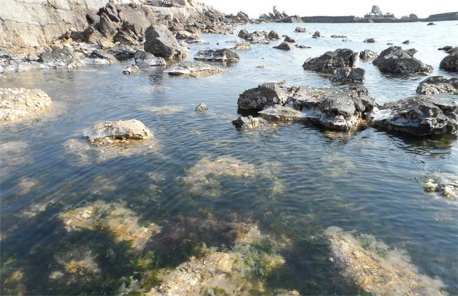 海参潮间带垒石养殖模式