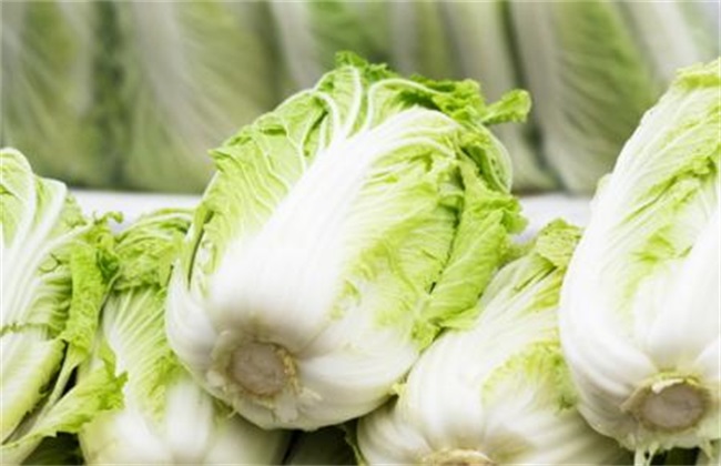 白菜 管理技术 高产