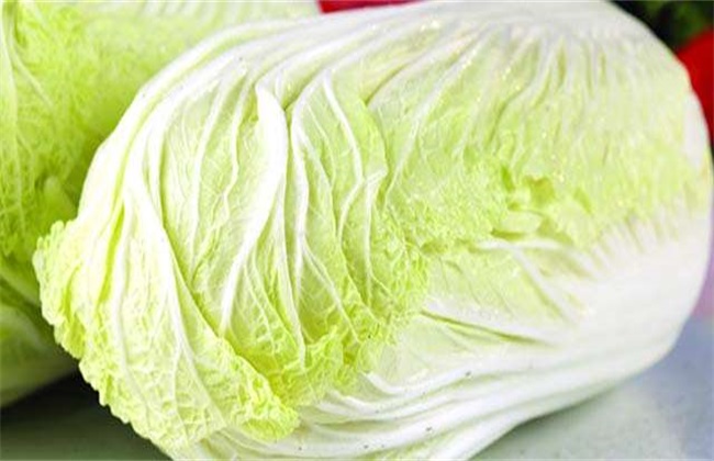 白菜 管理技术 高产