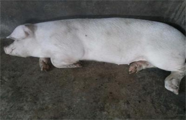 猪5