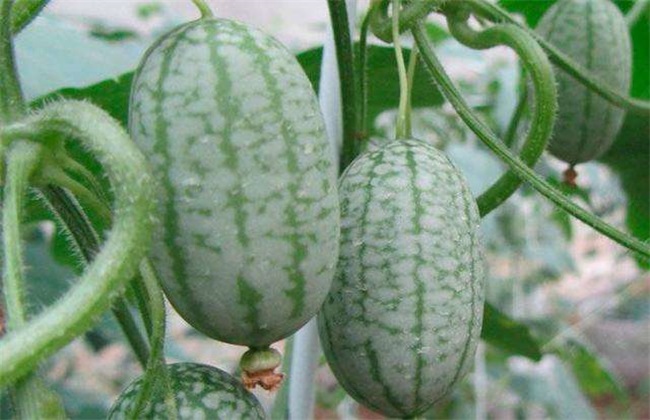 2018比较热门的种植项目
