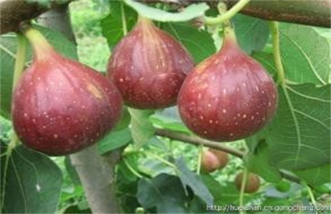 无花果 高产 技术