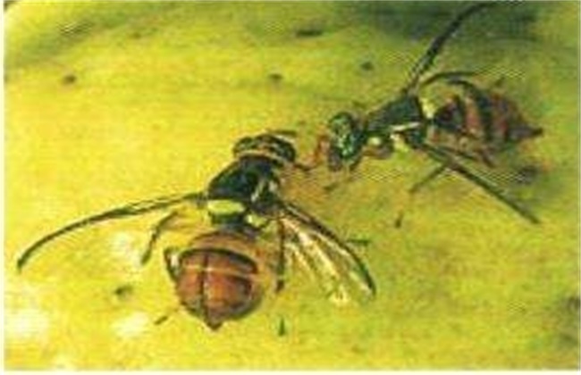 杨桃常见病虫害防治方法