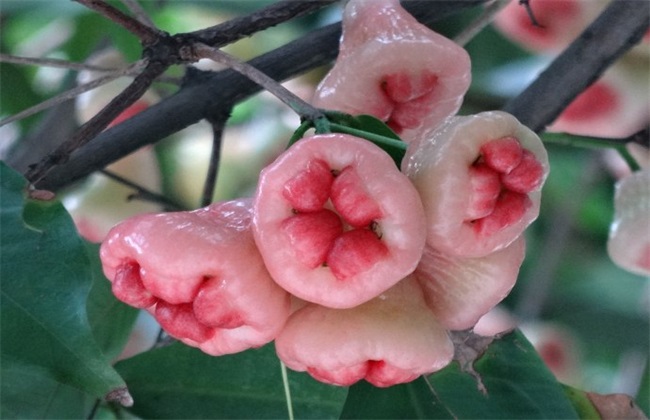 莲雾 种植 方法