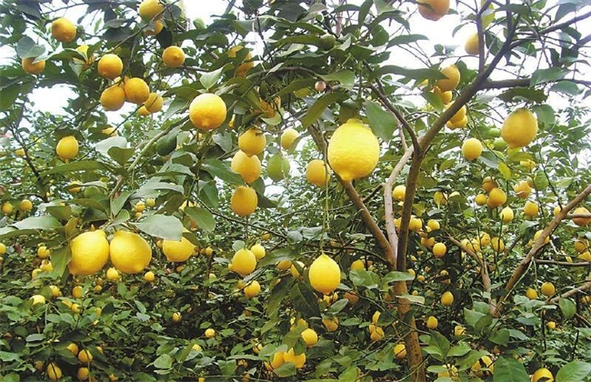 病虫害 柠檬 防治