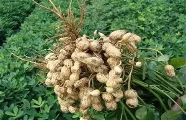 花生 早衰 原因