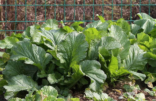 田间管理 榨菜 方法