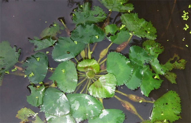 菱角 常见病虫害 防治方法