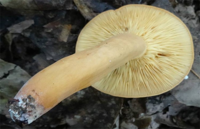 蘑菇黄菇多的原因及防治措施