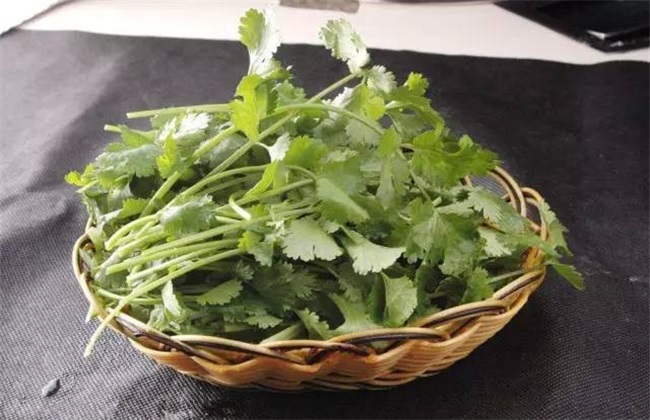 香菜 注意事项 种植