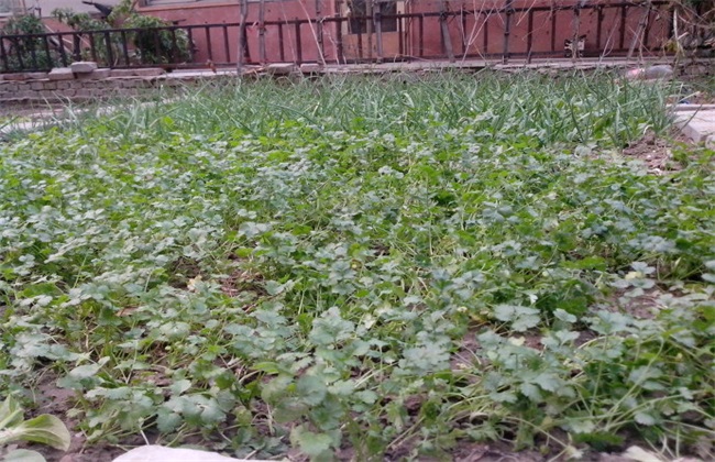香菜 注意事项 种植