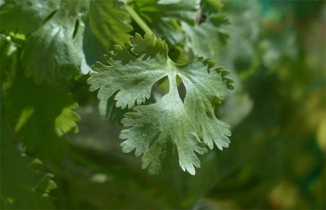 香菜 注意事项 种植