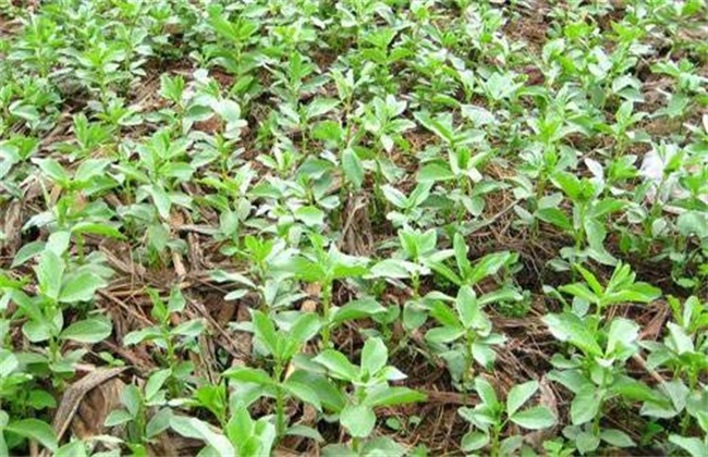 蚕豆落花落荚的原因及防治措施