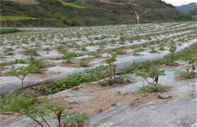 蚕豆落花落荚的原因及防治措施