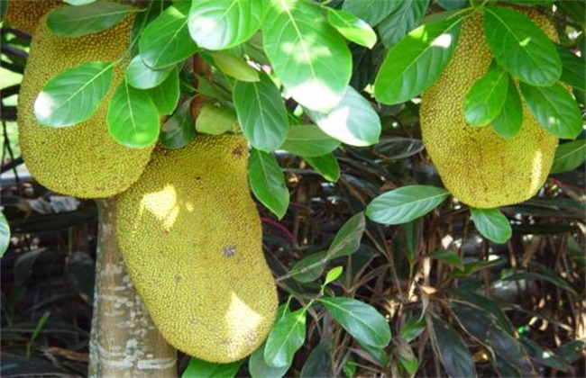 菠萝蜜 种植 方法