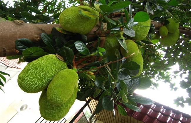菠萝蜜 种植 方法