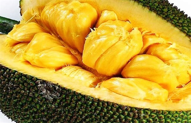 菠萝蜜 种植 方法