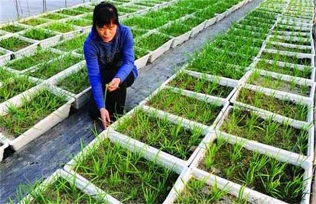 韭菜高产施肥技术
