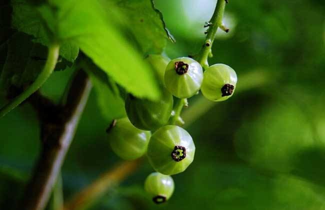 灯笼果 种植 方法