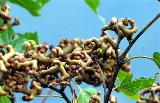 高产栽培 技术 拐枣
