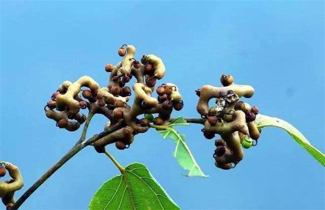 高产栽培 技术 拐枣