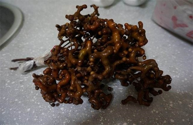 注意事项 拐枣 种植