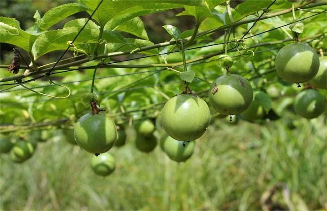 百香果 种植 技术