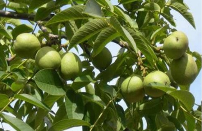 核桃树 管理要点 种植
