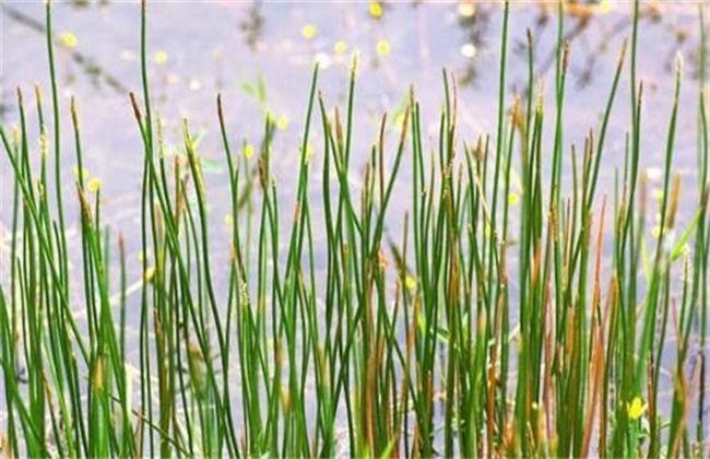 荸荠病虫害防治方法