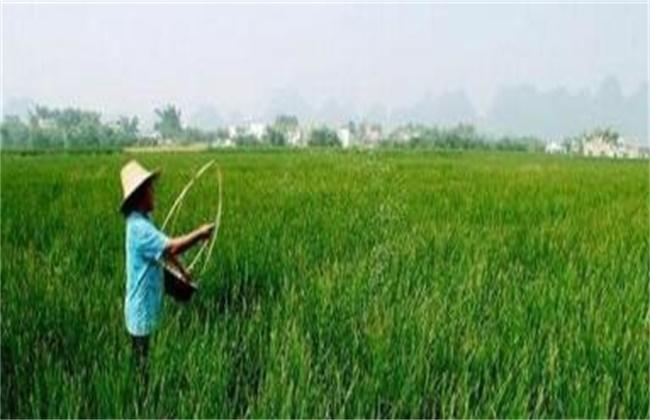荸荠病虫害防治方法