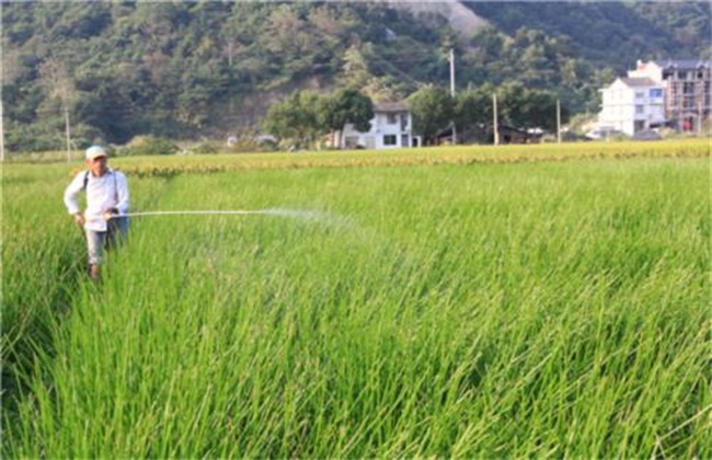 荸荠病虫害防治方法