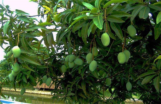 日灼病 芒果 防治方法
