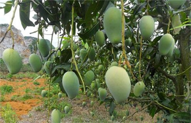 日灼病 芒果 防治方法