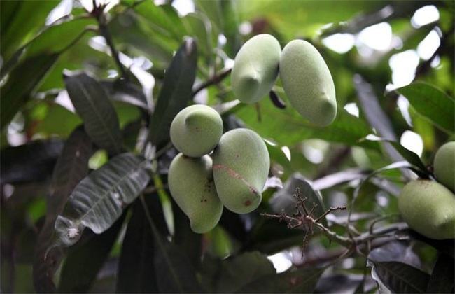 日灼病 芒果 防治方法