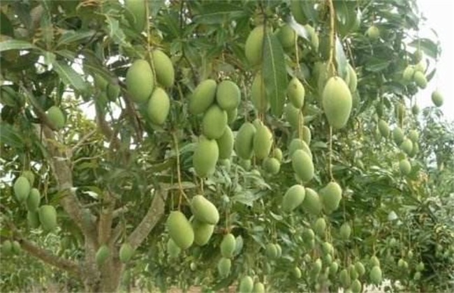 日灼病 芒果 防治方法