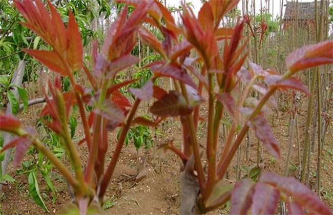 香椿种植技术