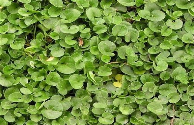 马蹄金3