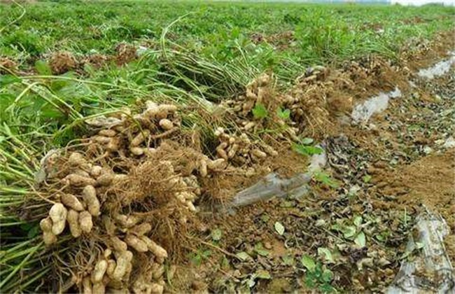 田间管理 花生 种植