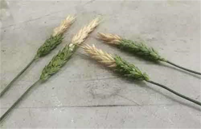 小麦白穗的原因及防治方法