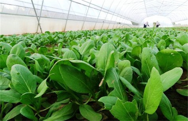 油白菜 基本流程 种植