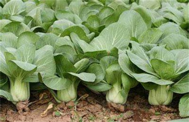 油白菜 基本流程 种植