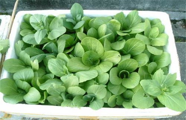油白菜 基本流程 种植