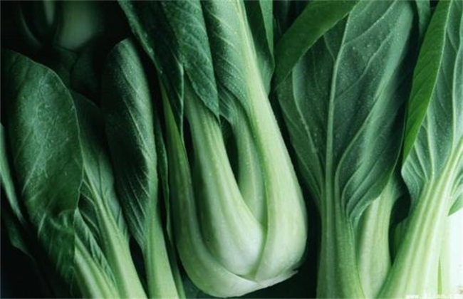 油白菜 基本流程 种植