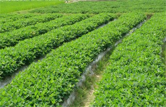 油白菜 基本流程 种植