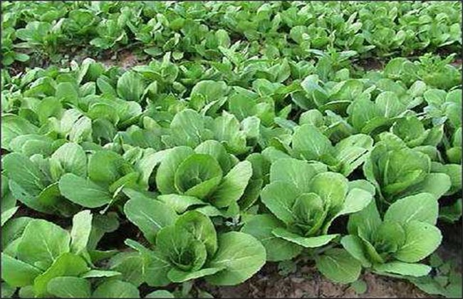 油白菜 基本流程 种植