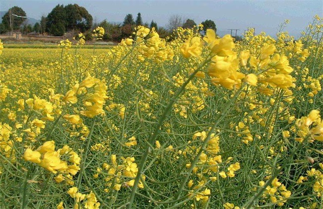 油花菜常见病害及防治 