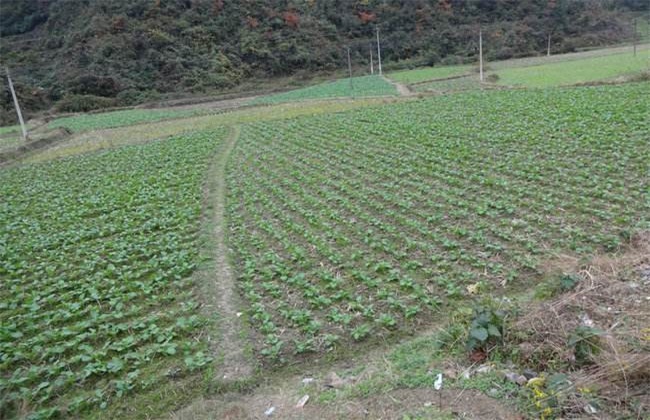 油菜 常见病害 防治方法